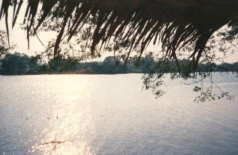 River through branches resized